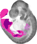 mouse atlas EMAGE spatial in situ gene expression database None
