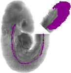 mouse atlas EMAGE spatial in situ gene expression database None