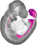 mouse atlas EMAGE spatial in situ gene expression database None