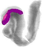 mouse atlas EMAGE spatial in situ gene expression database None