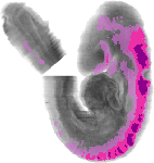 mouse atlas EMAGE spatial in situ gene expression database None