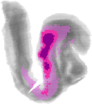 mouse atlas EMAGE spatial in situ gene expression database None