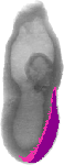 mouse atlas EMAGE spatial in situ gene expression database None