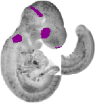 mouse atlas EMAGE spatial in situ gene expression database None