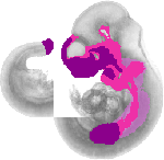 mouse atlas EMAGE spatial in situ gene expression database None
