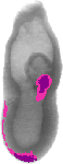 mouse atlas EMAGE spatial in situ gene expression database None