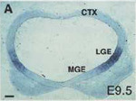 EMAGE:648