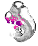mouse atlas EMAGE spatial in situ gene expression database None
