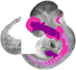 mouse atlas EMAGE spatial in situ gene expression database None