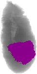 mouse atlas EMAGE spatial in situ gene expression database None