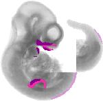 mouse atlas EMAGE spatial in situ gene expression database None