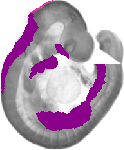 mouse atlas EMAGE spatial in situ gene expression database None