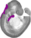 mouse atlas EMAGE spatial in situ gene expression database None