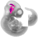 mouse atlas EMAGE spatial in situ gene expression database None