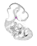 mouse atlas EMAGE spatial in situ gene expression database None