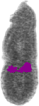 mouse atlas EMAGE spatial in situ gene expression database None