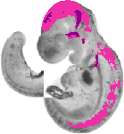 mouse atlas EMAGE spatial in situ gene expression database None