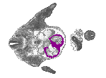 mouse atlas EMAGE spatial in situ gene expression database None