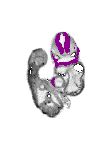 mouse atlas EMAGE spatial in situ gene expression database None