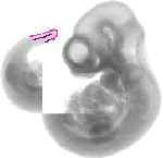 mouse atlas EMAGE spatial in situ gene expression database None