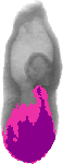 mouse atlas EMAGE spatial in situ gene expression database None