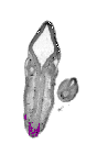 mouse atlas EMAGE spatial in situ gene expression database None