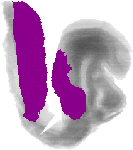 mouse atlas EMAGE spatial in situ gene expression database None
