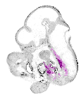 mouse atlas EMAGE spatial in situ gene expression database None