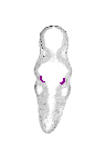 mouse atlas EMAGE spatial in situ gene expression database None