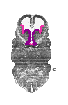mouse atlas EMAGE spatial in situ gene expression database None