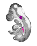 mouse atlas EMAGE spatial in situ gene expression database None