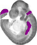 mouse atlas EMAGE spatial in situ gene expression database None