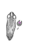 mouse atlas EMAGE spatial in situ gene expression database None