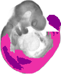 mouse atlas EMAGE spatial in situ gene expression database None