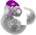 mouse atlas EMAGE spatial in situ gene expression database None