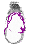 mouse atlas EMAGE spatial in situ gene expression database None