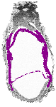 mouse atlas EMAGE spatial in situ gene expression database None