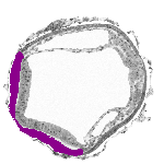 mouse atlas EMAGE spatial in situ gene expression database None