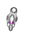 mouse atlas EMAGE spatial in situ gene expression database None