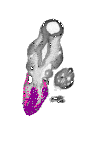 mouse atlas EMAGE spatial in situ gene expression database None