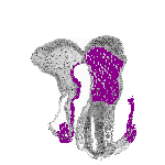 mouse atlas EMAGE spatial in situ gene expression database None