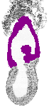 mouse atlas EMAGE spatial in situ gene expression database None