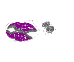 mouse atlas EMAGE spatial in situ gene expression database None