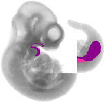 mouse atlas EMAGE spatial in situ gene expression database None