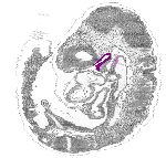 mouse atlas EMAGE spatial in situ gene expression database None