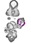 mouse atlas EMAGE spatial in situ gene expression database None