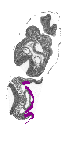 mouse atlas EMAGE spatial in situ gene expression database None