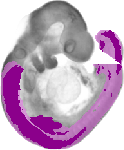mouse atlas EMAGE spatial in situ gene expression database None