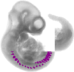 mouse atlas EMAGE spatial in situ gene expression database None