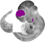 mouse atlas EMAGE spatial in situ gene expression database None
